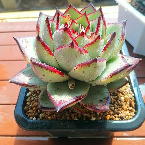 Echeveri avoides Ebony planta suculenta plantas verdaderas suculentas