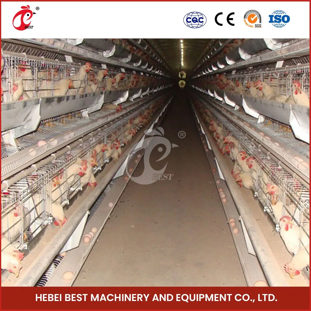 Bestchickencage H Type Layer Cage China Enclosed Chicken Layer Coop Supplier OEM Customized Feces Separation Design Modern Broiler Chicken Layer Cage