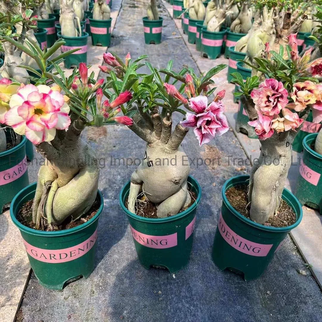 Grafted Adenium Desert Rose Live Plant Adenium Obesum Flower Plants