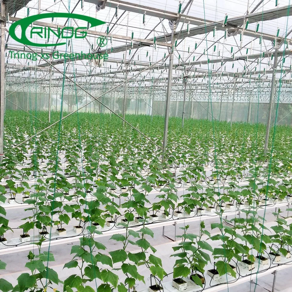 Professional Multi-Span Plastic Cultivation Hydroponics System Film Tunnel Greenhouse for Vegetables