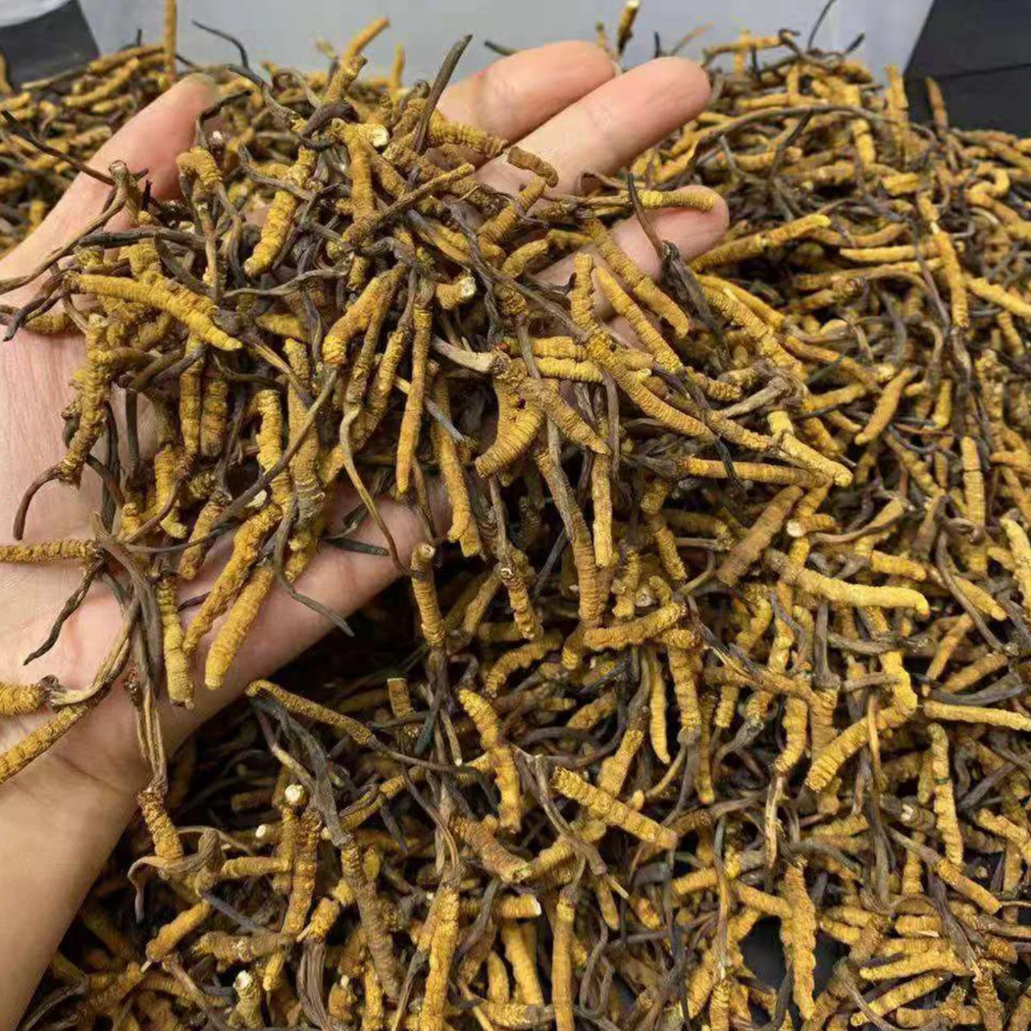 Cordyceps Mushroom Traditional Chinese Medicine Herb Wholesale/Supplier Bulk Pacakge Naqu Fungus Cordyceps Militaris