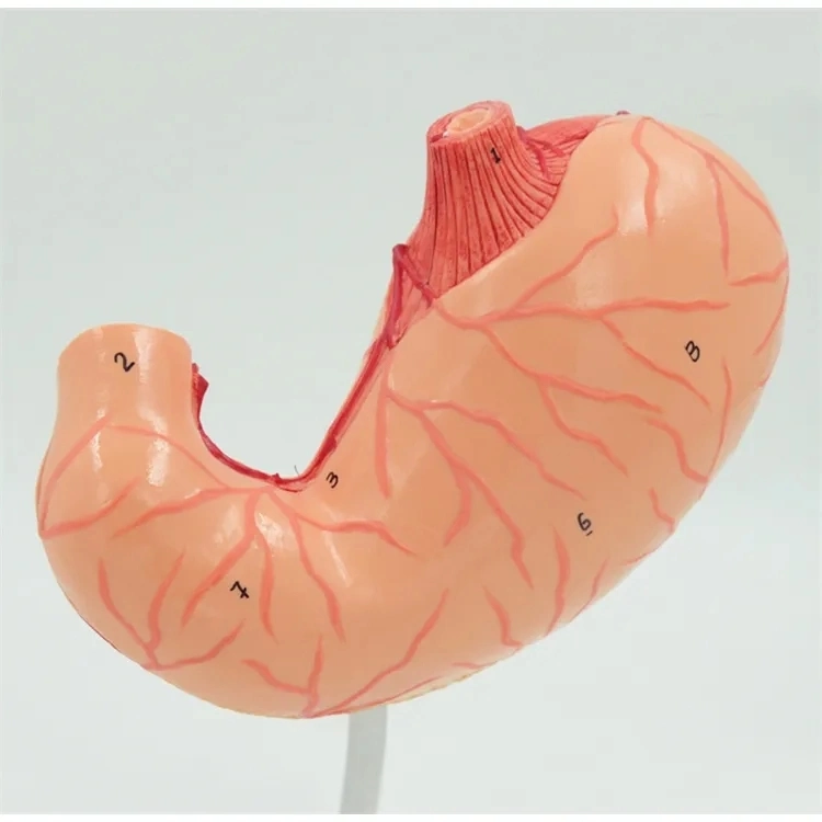 Human Biological Anatomical Digestive System Model