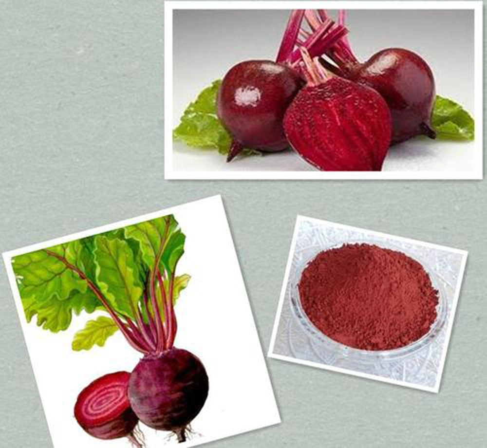 GMP Certified Dietary Supplement Beet Root Powder at Competitive Price in Bulk Quantity