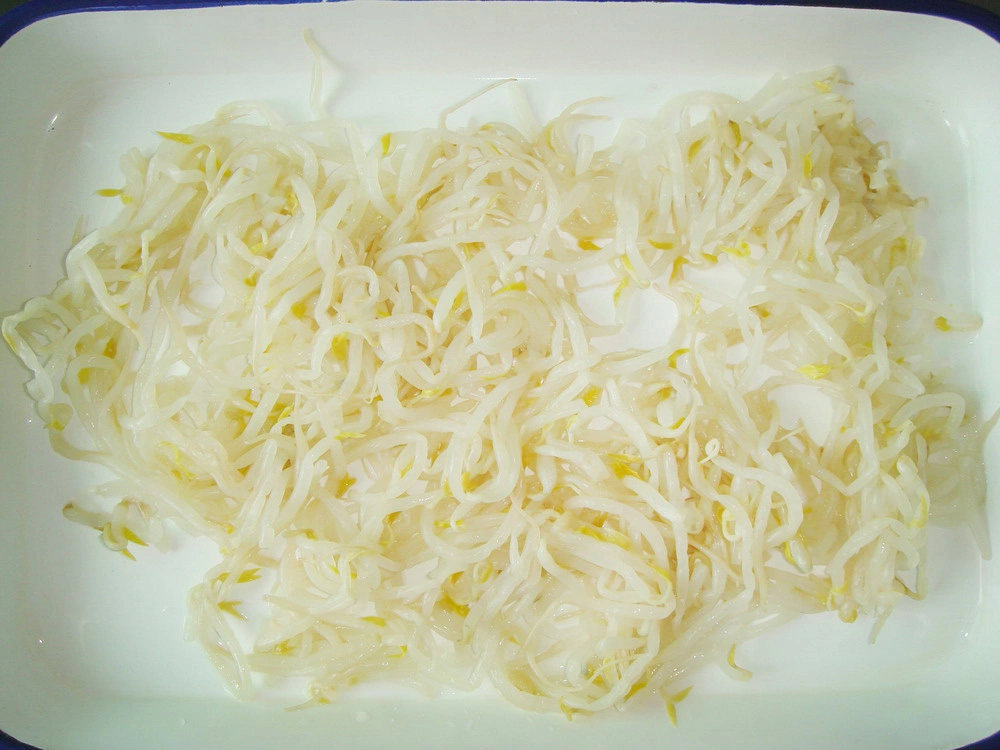 Fresh Bean Sprout Canned Bean Sprout Vegetables in Tin Packing