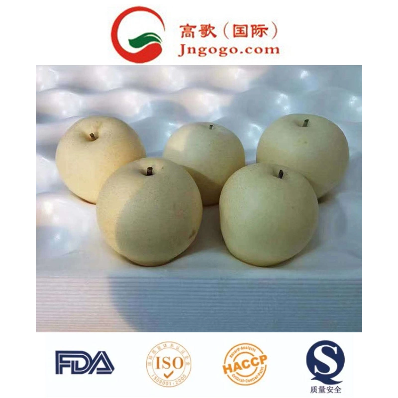 New Crop Fresh ISO Fengshui /Golden /Asian Pear