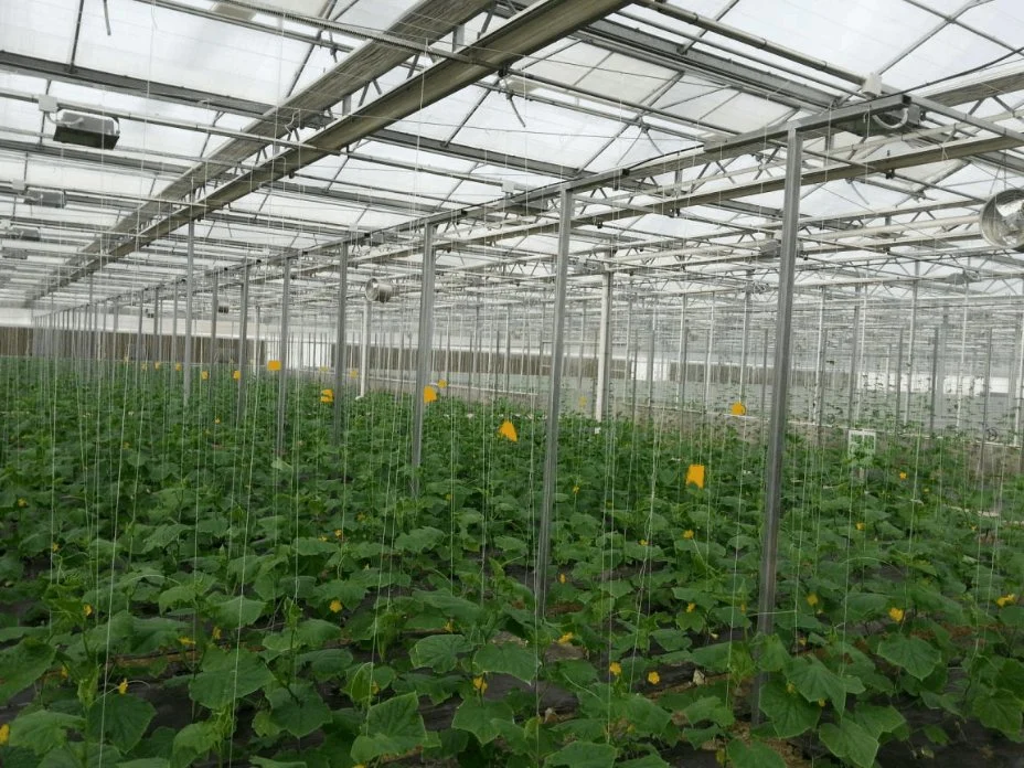 Schatten Netz Gewächshaus Gewächshaus mit Gewächshaus Hydroponics System