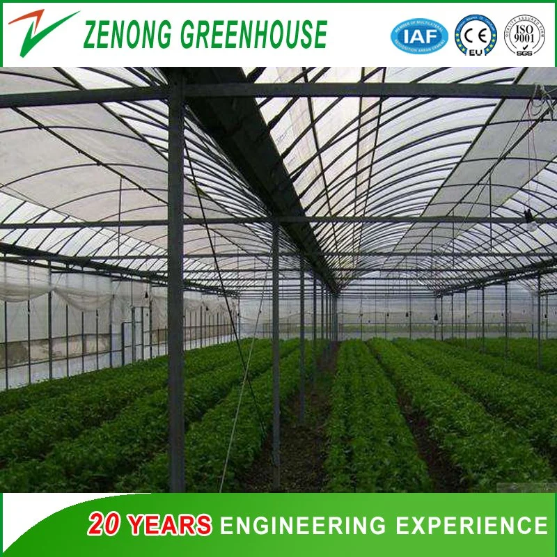 China Good Quality Po Film Single-Tunnel Greenhouse for Carrot/Mushroom/Tulip