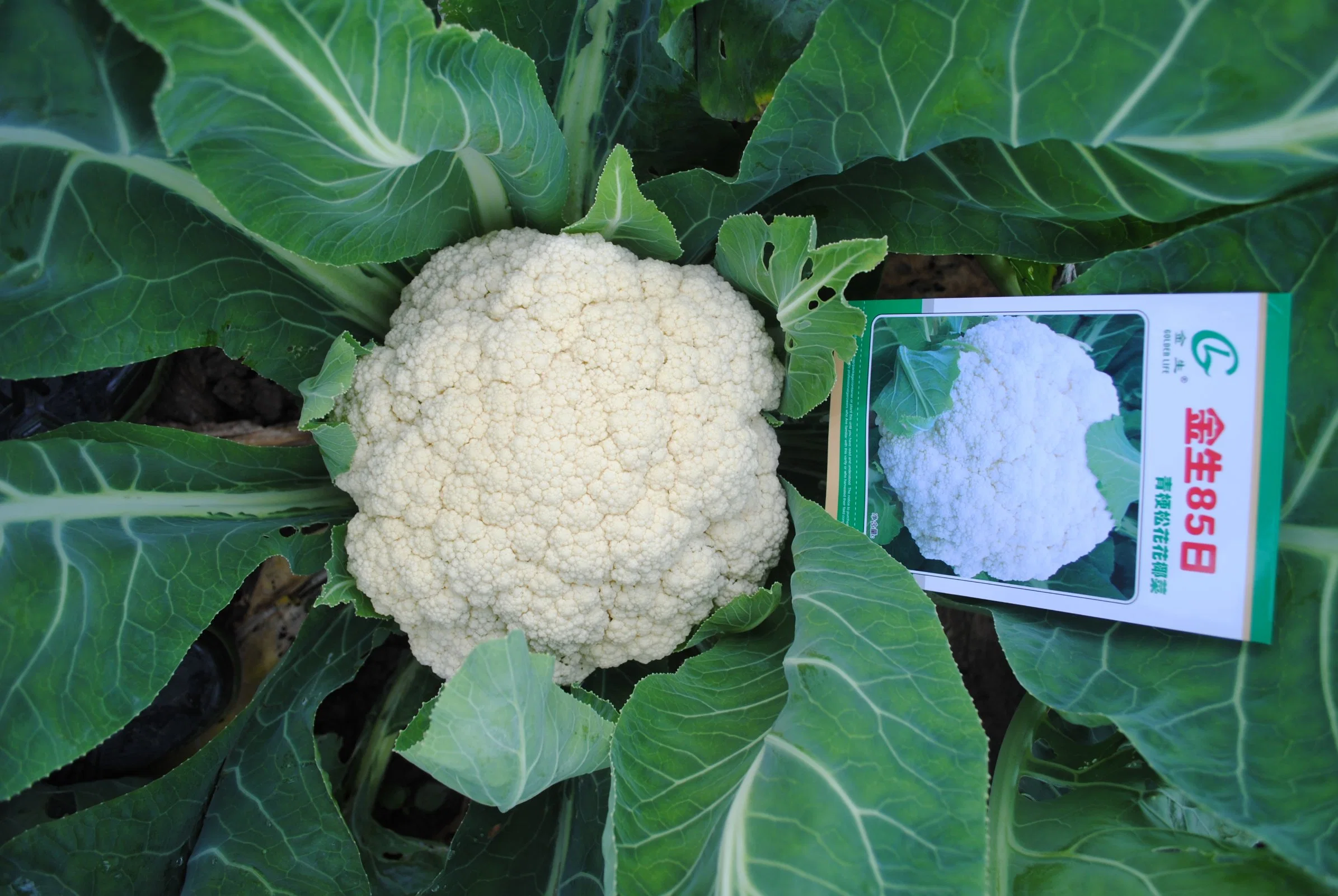 Easy Planting Good Resistance White Green Stalk Cauliflower Seeds Marketable Vegetable Seeds