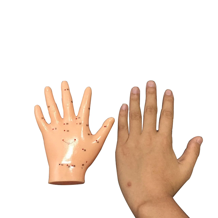 Chinese Acupuncture Model Energetic Acupuncture Hand Model 13cm Hand Model
