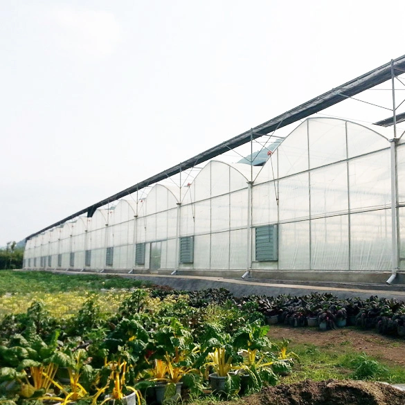Low Cost Agricultural Plastic Greenhouse with Ventilation System