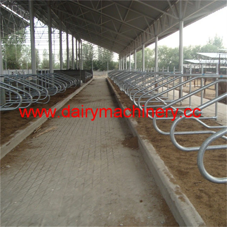 Cow Free Stall with Hot Galvanized Steel Pipe