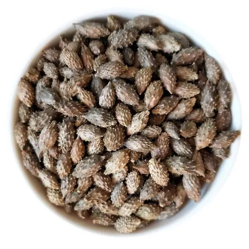Traditional Chinese Medicine Cang Er Zi Cocklebur Fruit Dried Fructus Xanthii for Wholesale