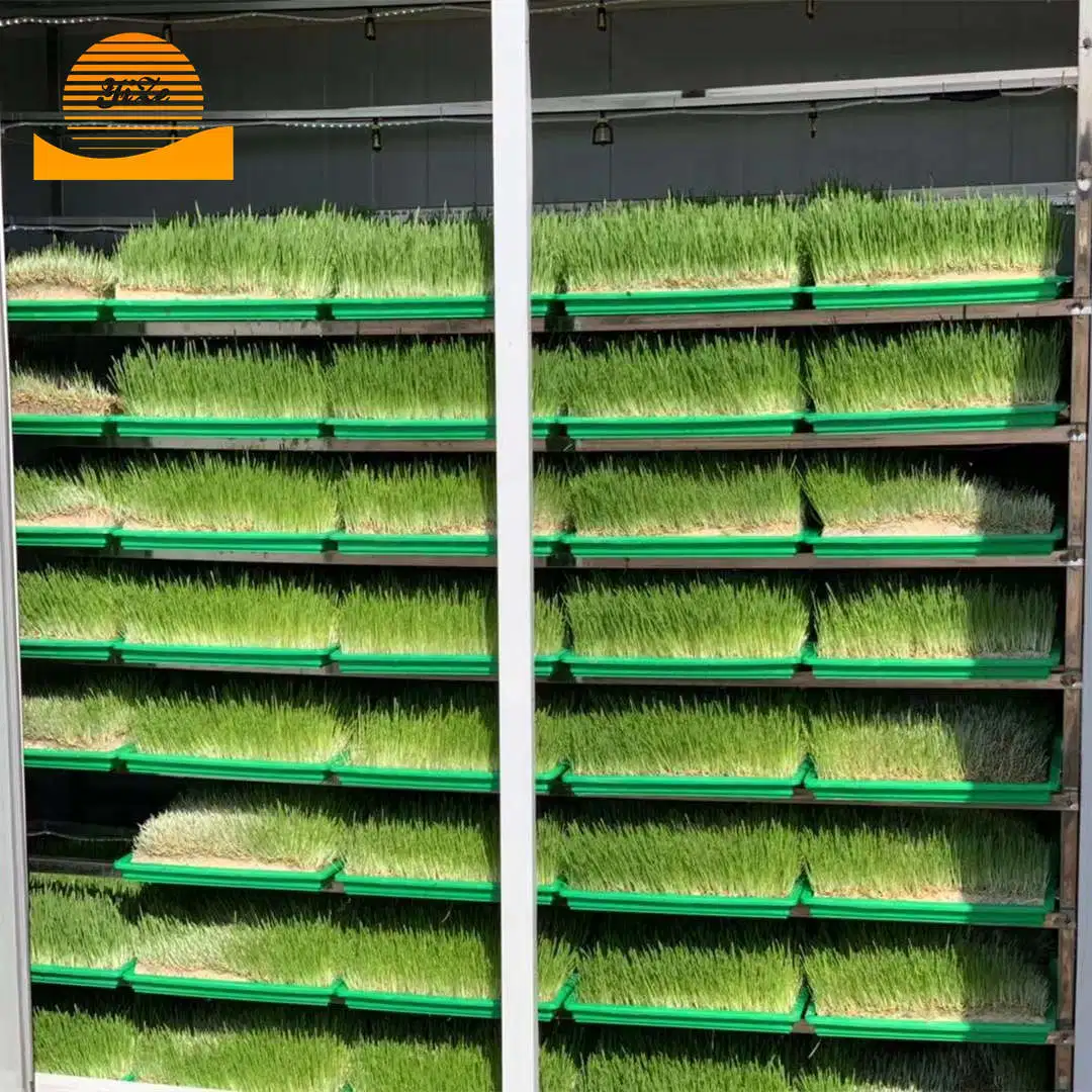 Commercial Hydroponic Wheatgrass Machine Bean Sprout Making Machine Animal Eat Bean Sprouts Growing Machine