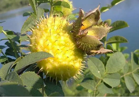 Nahrhafte und köstliche Geschmack Nahrungsergänzungsmittel Rosa Roxburghii Fruchtextrakt Pulver