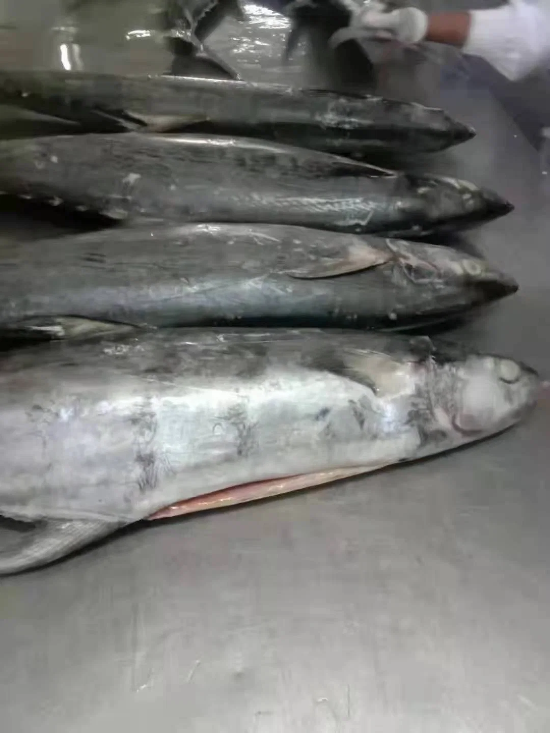 Large Size Bulk Fish Price Spanish Mackerel