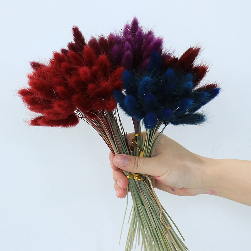 Wholesale/Supplier Dried Flowers and Plants Bunny Tails Decorations for Home