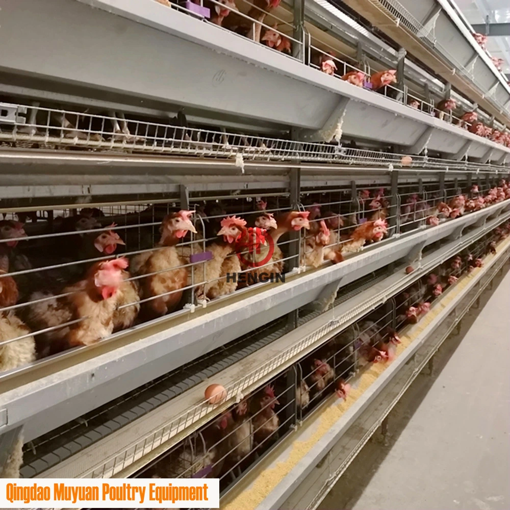 4-Tier Chicken Egg Laying Cage for Middle East Poultry Farm