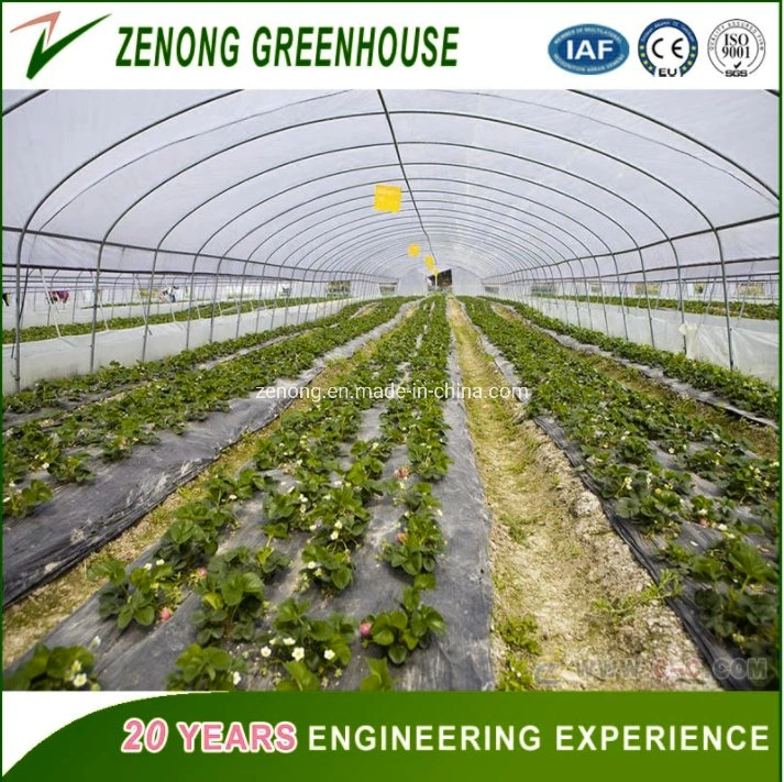 Factory Supply High Transparent Single or Double Film Greenhouse Intelligent Film Greenhouses Vegetable/Flower/Hydroponics Greenhouse for Promotion