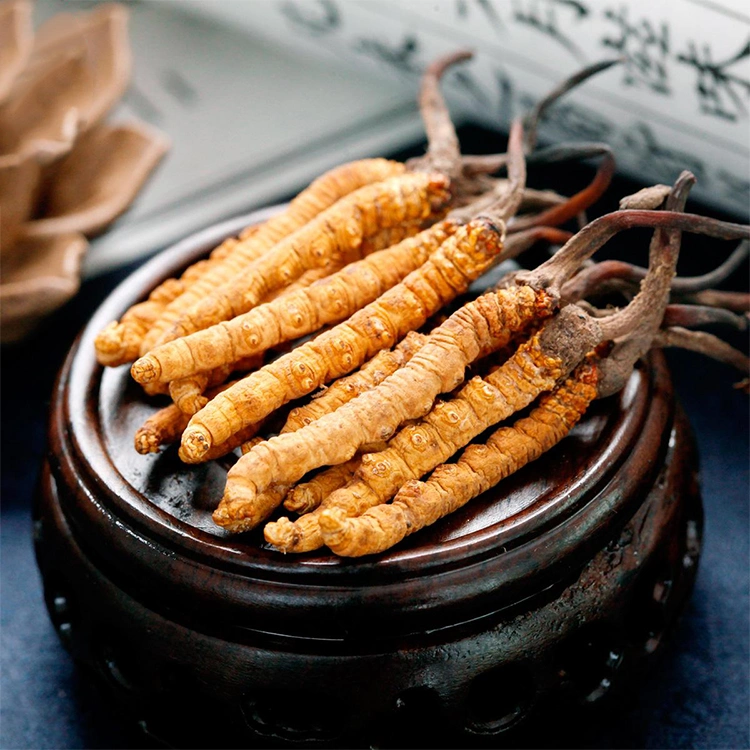 Cordyceps sinensis mycelium Extracto de Cordyceps polvo para el café de champiñones