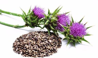 Manufacture Supply Herbal Extract Silymarin Silybum Milk Thistle Extract with Competitive Price