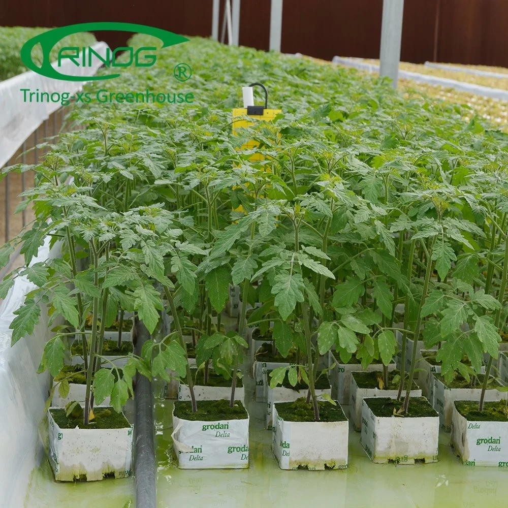 China Supplier Plastic Film Agriculture Cultivation Hydroponics System Greenhouses For Sale