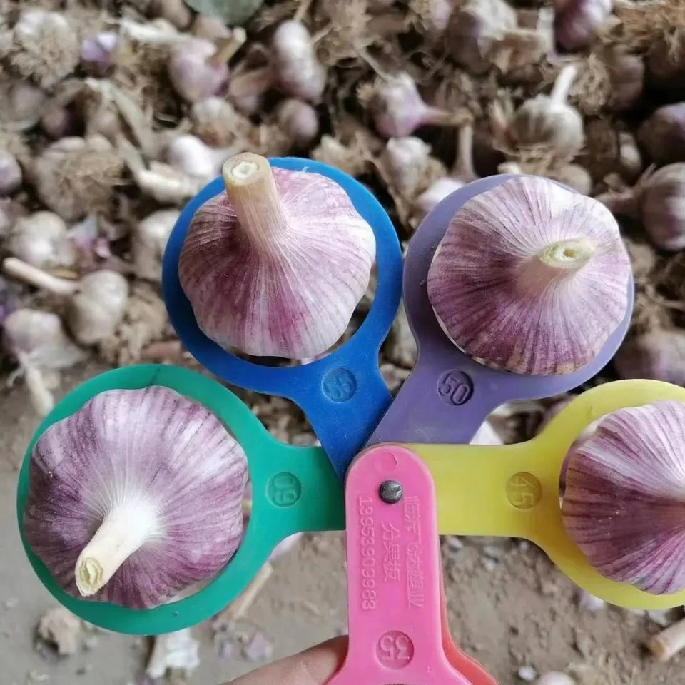 Hot sale Red Garlic 55/60mm Chine Garlic fournisseur