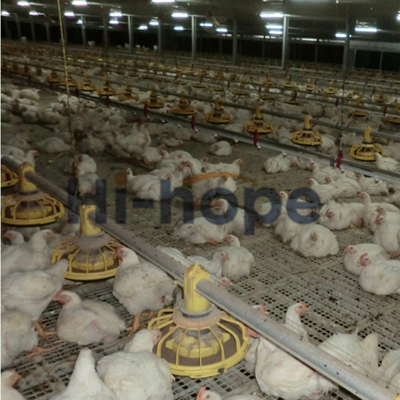 Modern Poultry Chicken Coop Broiler Breeding Equipment