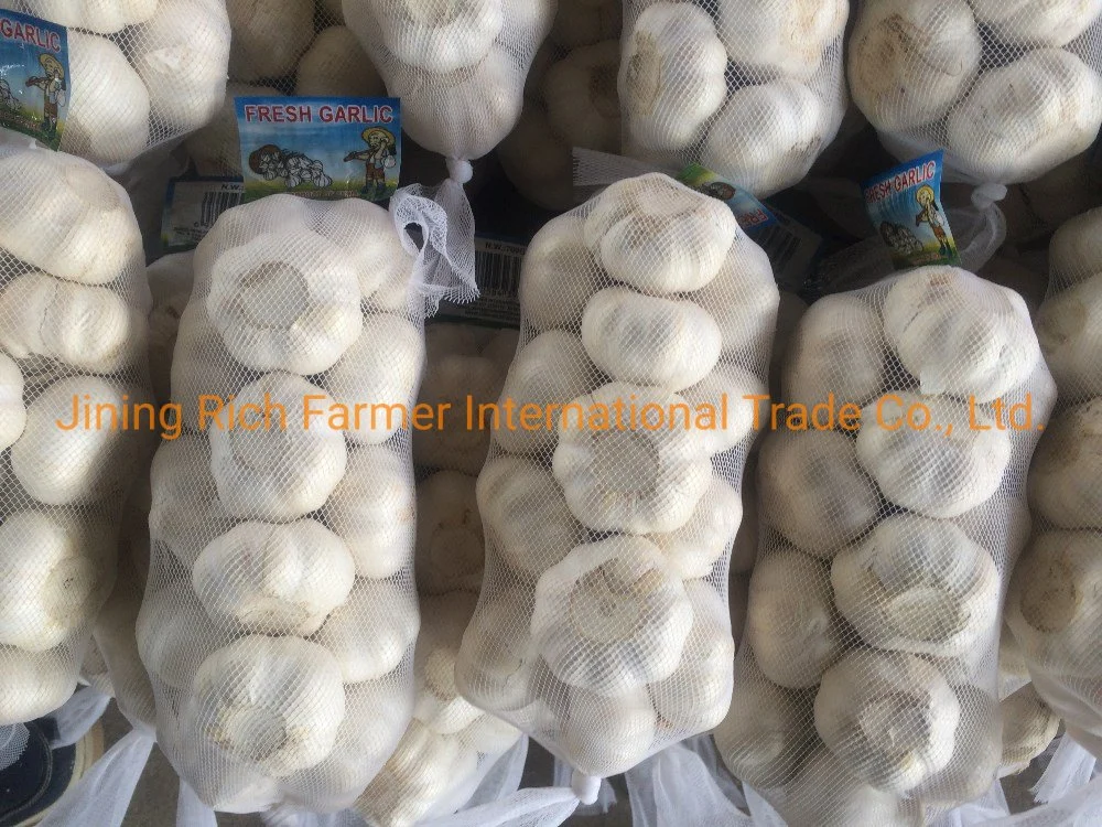 Cheap and Fresh Normal White Garlic for Sale