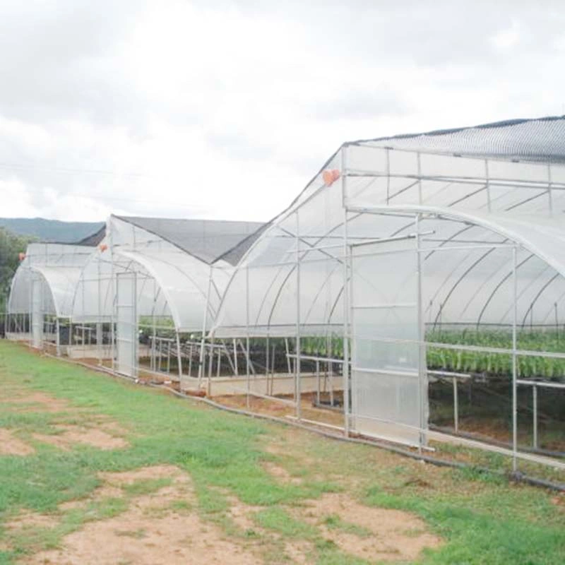 Cadre galvanisé à chaud systèmes hydroponiques commerciaux système aéroponique structure en acier Serre de film