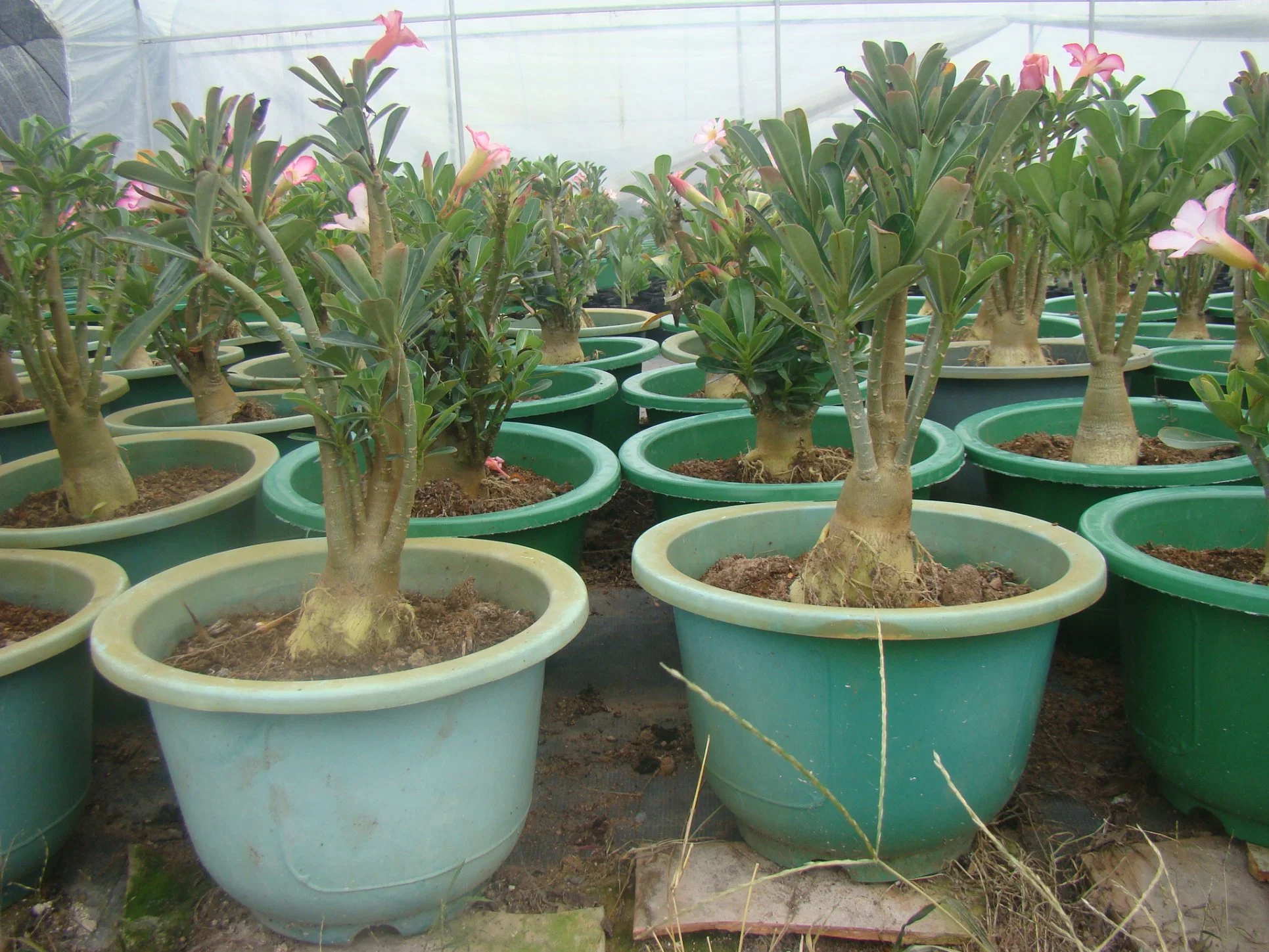 Desert Rose Plants Adenium Obesium 1/2/3 Years Old Seedlings