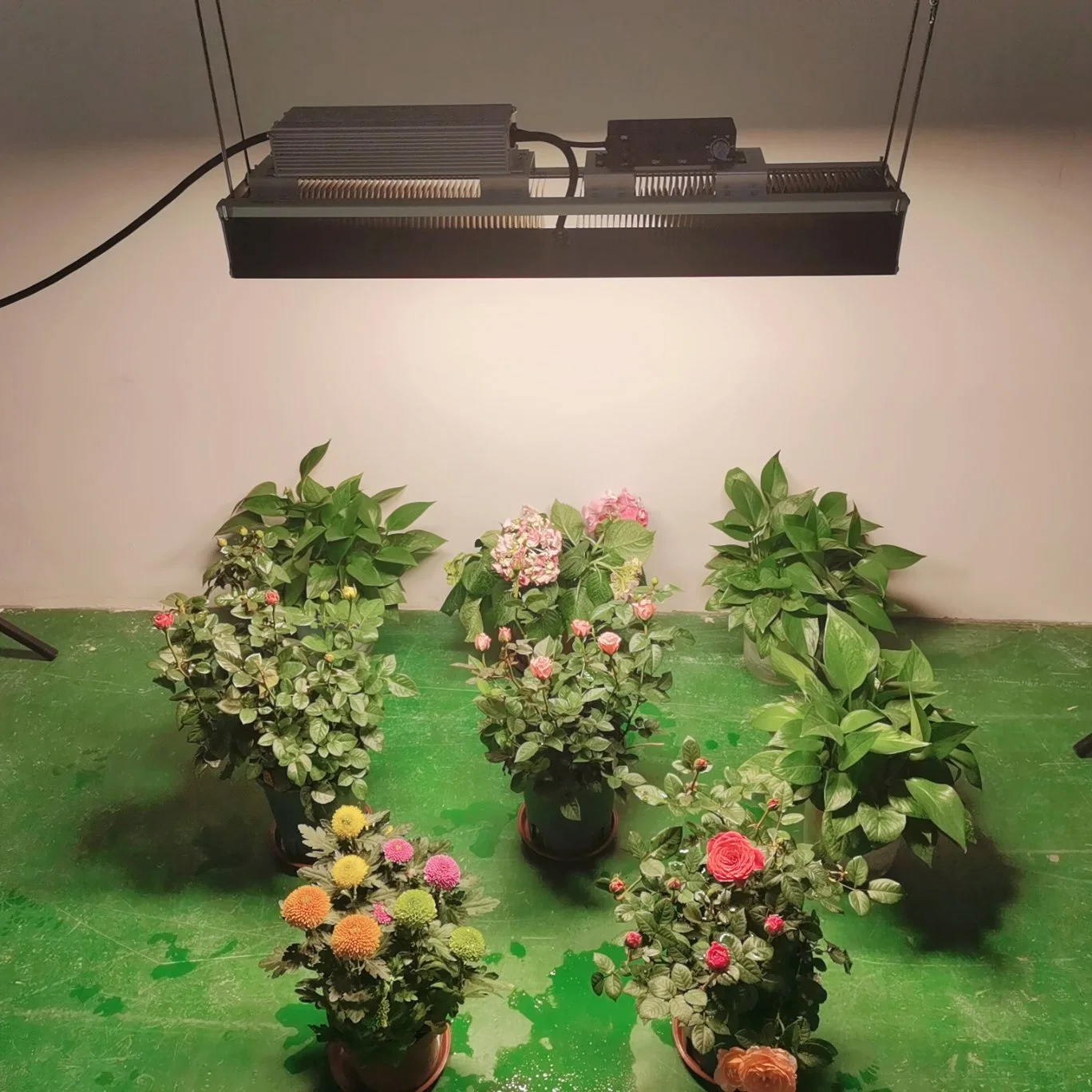 Más Vendidos LM301b de efecto invernadero hidropónico 300W LED de amplio espectro de luz para crecer las plantas de interior