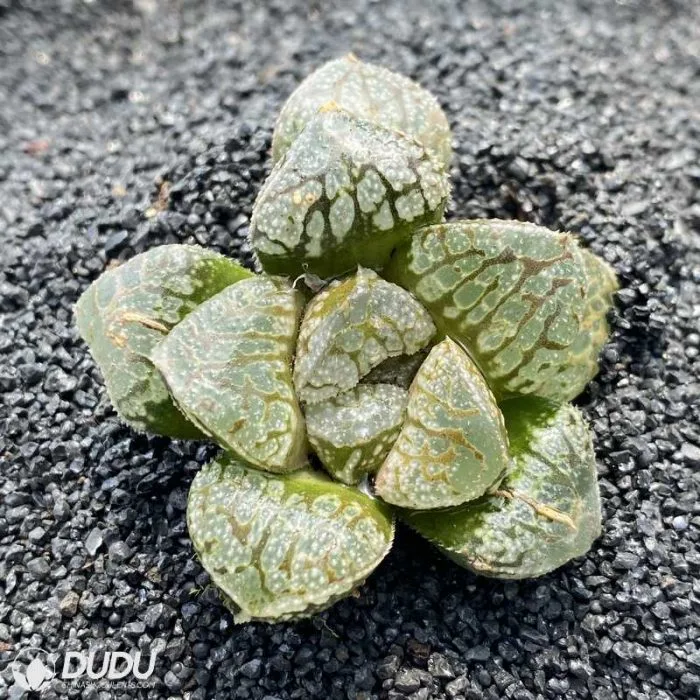 Dudu Heißer Verkauf China Kindergarten Billig Haworthia Mordor Echeveria / Lithop / Haworthia / Kaktus Succulent Anlage