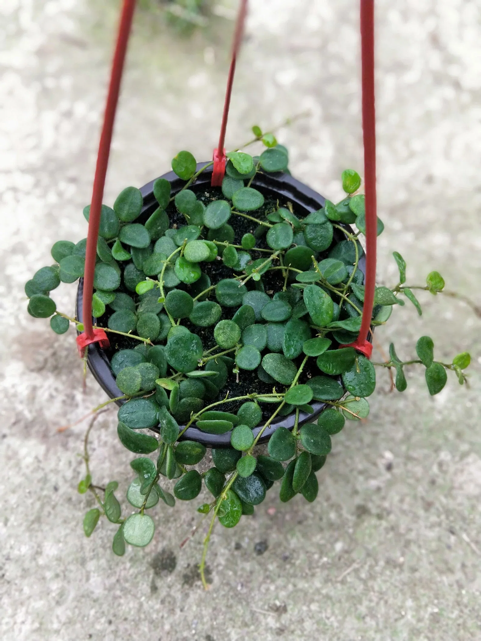 Hoya Carnosa Green Herb planta Real Bonsai Seedling alta qualidade