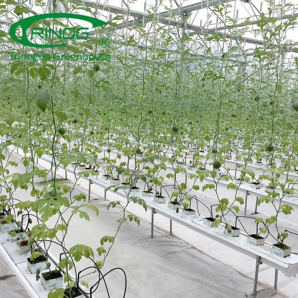 Cultivo Multi-Span Sistema de hidroponia filme estufa fotovoltaicas para produtos hortícolas crescimento das Flores