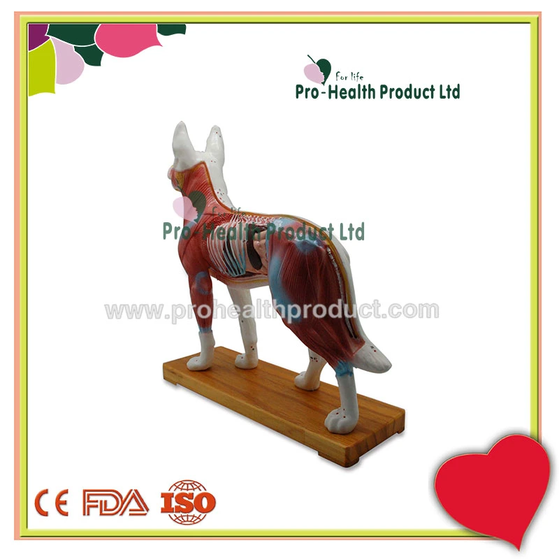 Medical Acupuncture Dog Model For Teaching