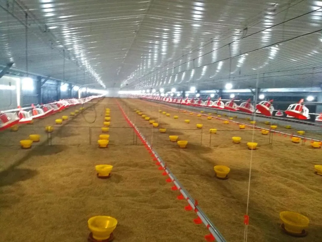 Modern Integrated Farms Use Prefabricated Light Steel Poultry Houses