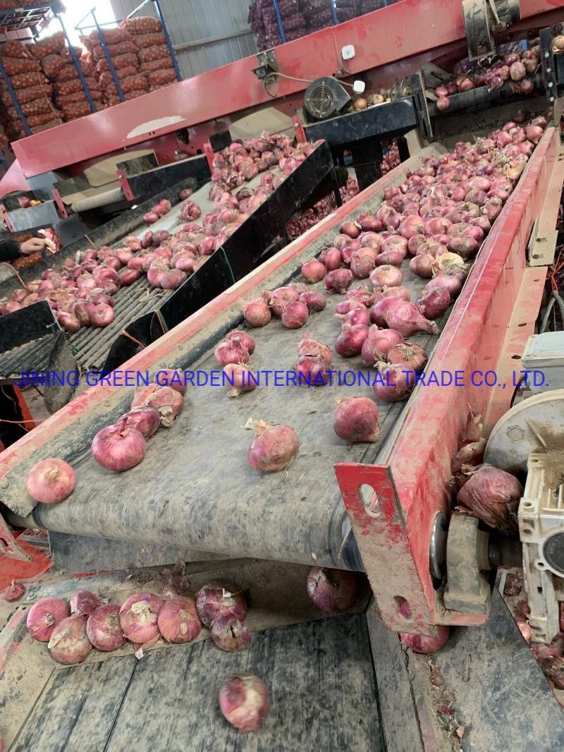 Fresh Red Onoin 5-8cm,3-7cm,8cm up Mesh Bag Pack Top Quality Good Service Experience Manufacture Direct Supply Shallot China Origin Wholesale/Supplier Fresh Red Onion 21