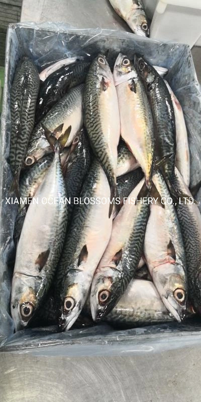 Frozen Pacific Mackerel Ocean Blossoms