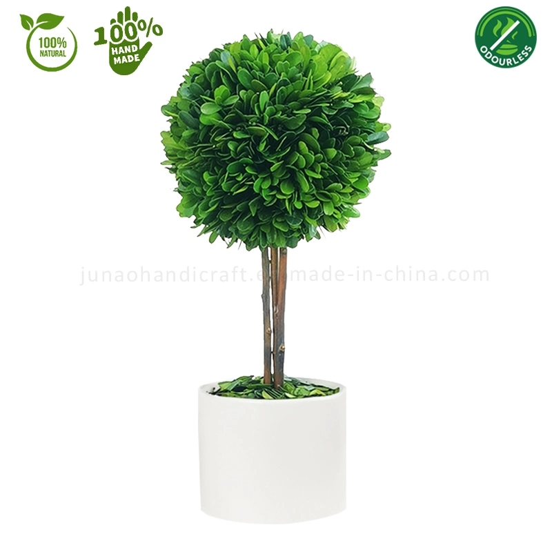 100% Natural Preserved Boxwood Topiary Bonsai White & Black Column Potted Plant