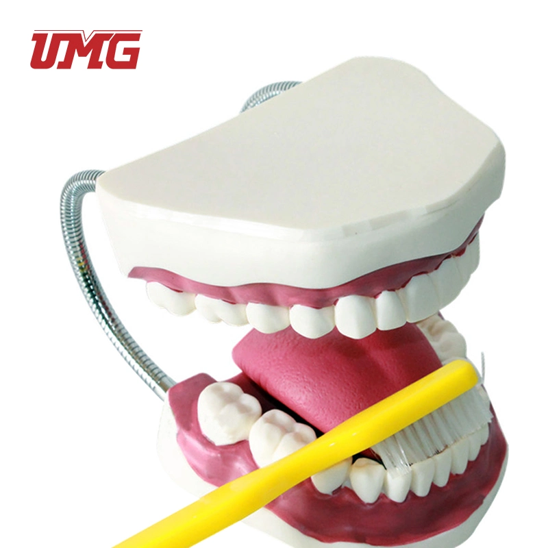 Top Selling Dental Teeth Study Model