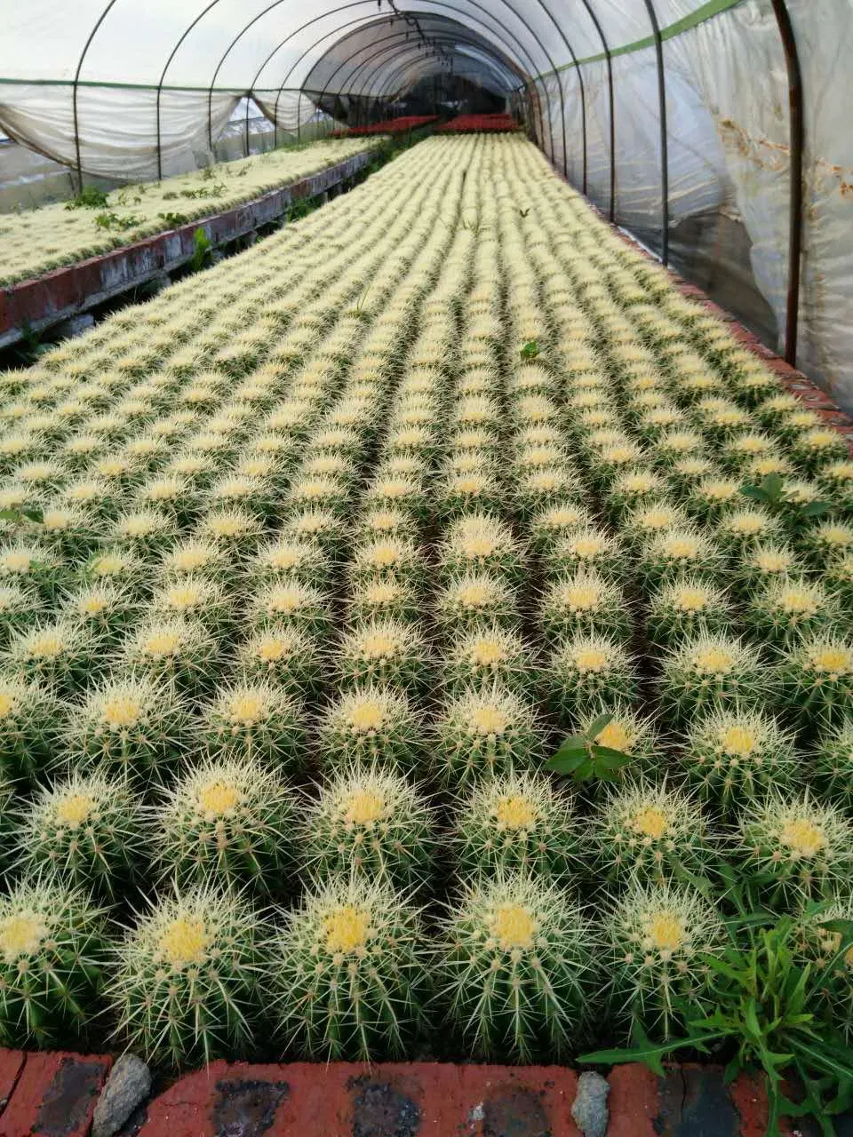 Different Size Golden Barrel Seeding Plant Cactus Indoor Garden Home Decoration Golden Ball