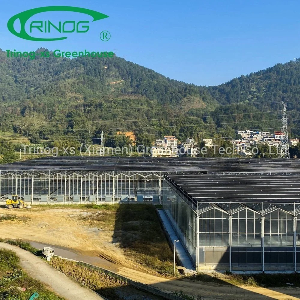 Low Price Inner Shading System Cooling Multi-Span Galvanized Steel Pipe Structure Glass Greenhouse for Agriculture