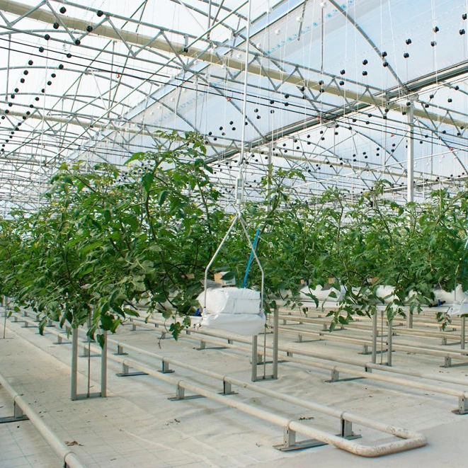 Vegetable Poly Film Greenhouse with Ventilation and Cooling System