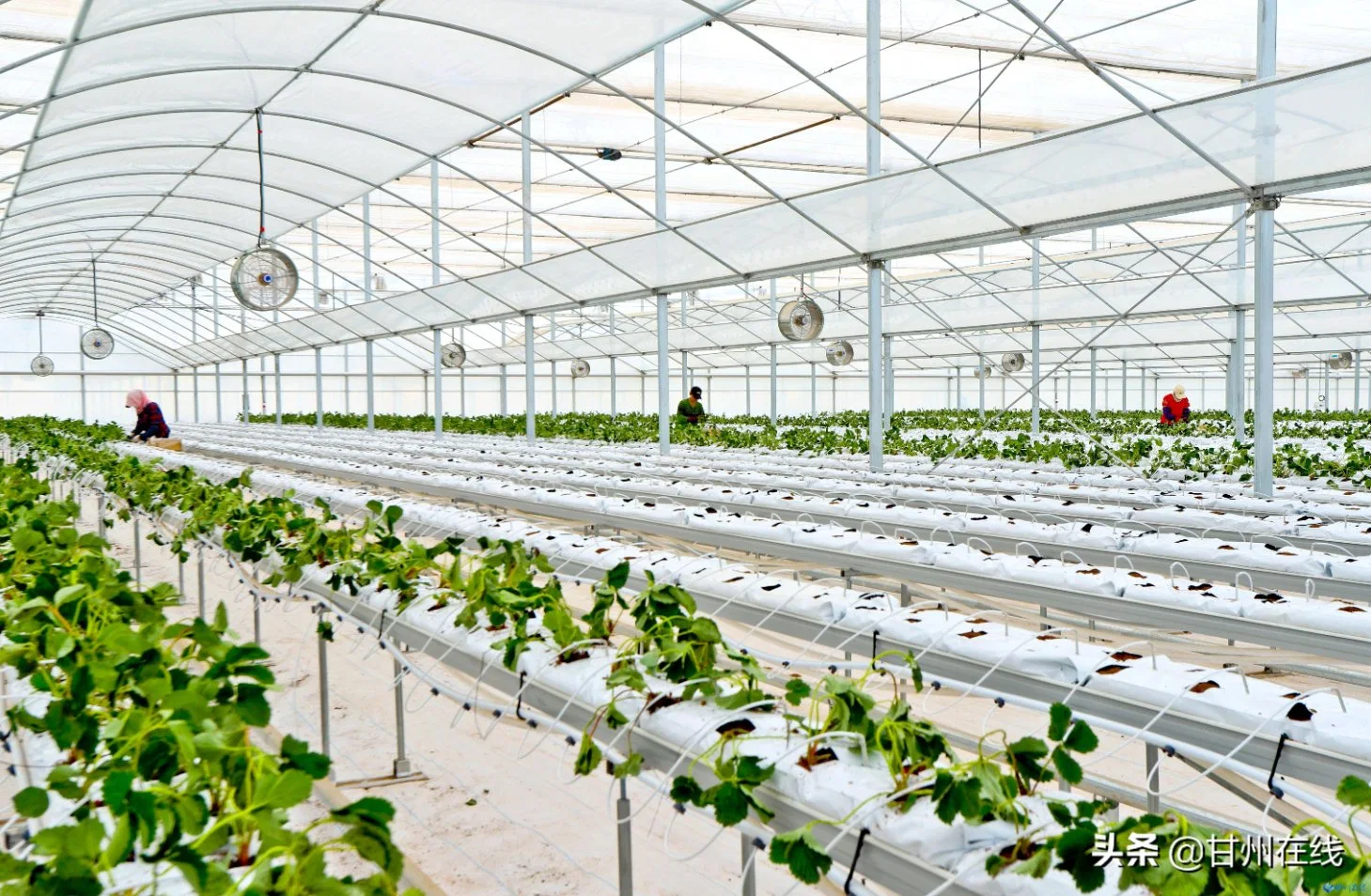 Los Invernaderos inteligente con sistema de siembra el cultivo hidropónico para plantar