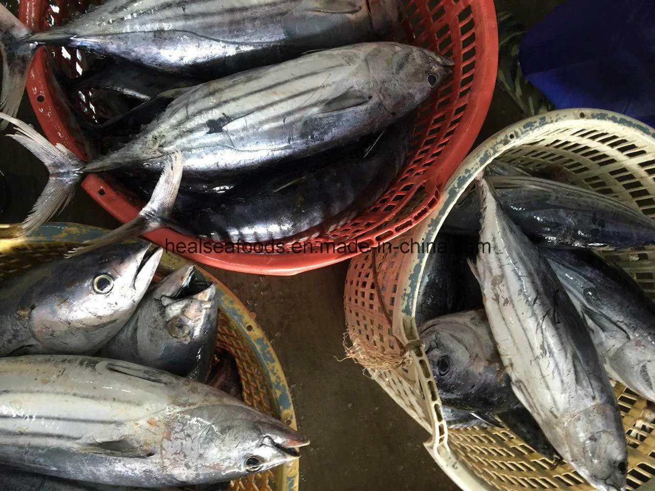 Bonito Supplier in China Frozen Bonito Fish for Sale