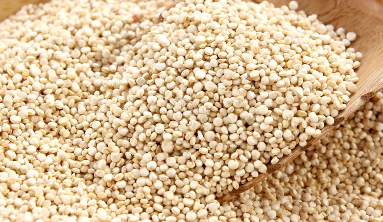 Hot Selling Quinoa Extract Powder