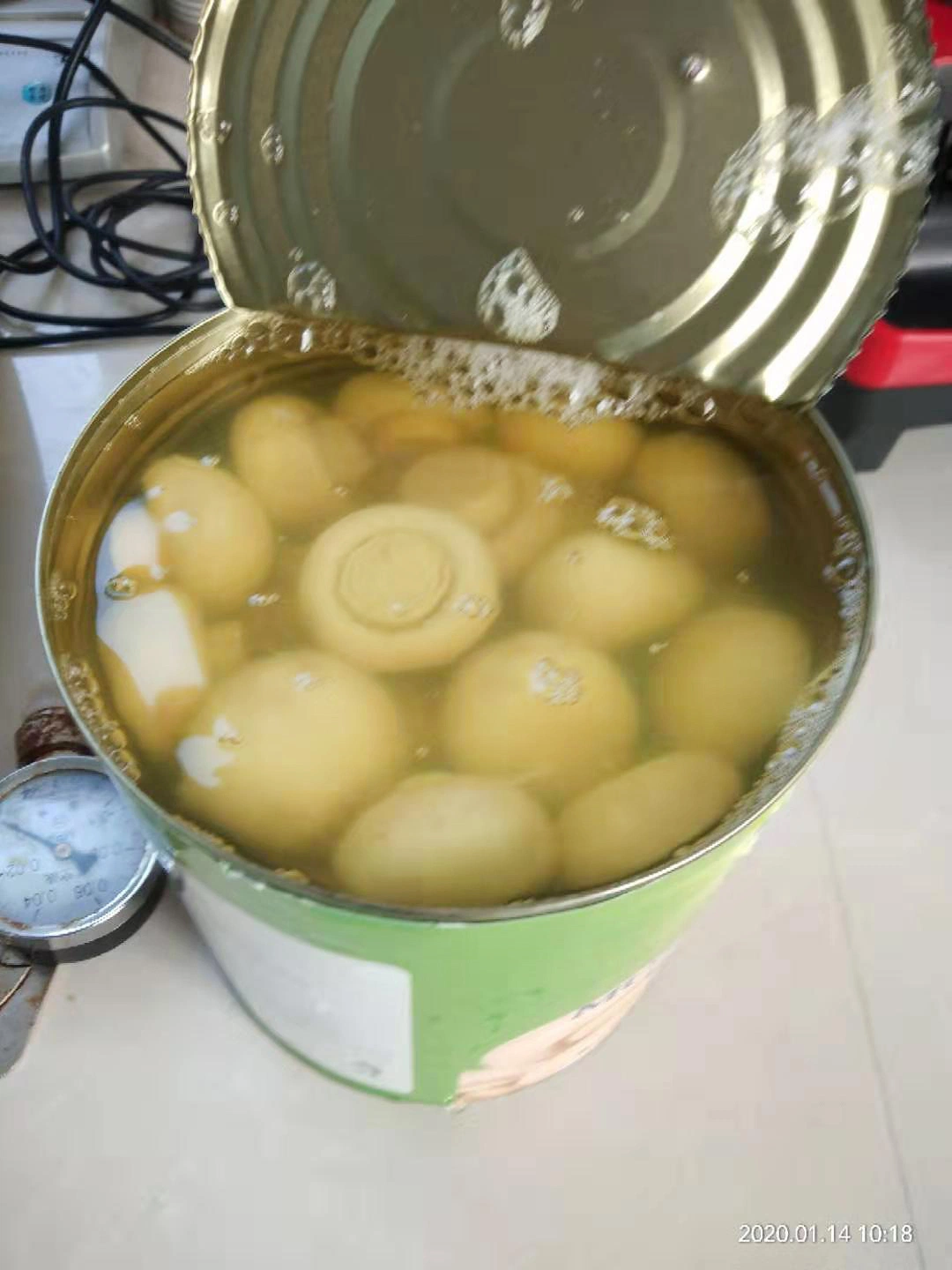 400g Health Food Canned Mushroom Whole in Brine OEM with Factory Price