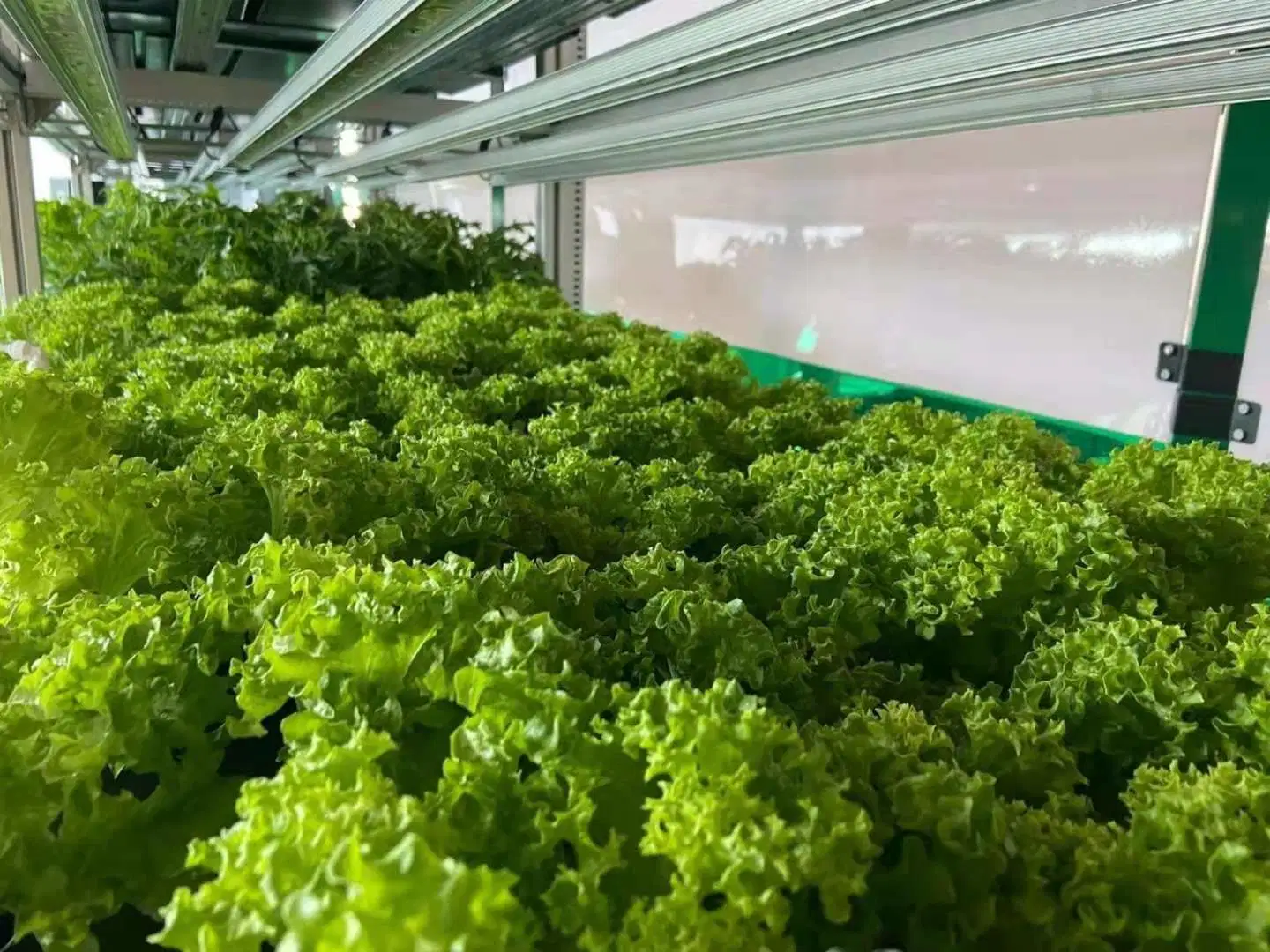 Contenedor de invernadero Hydroponics Agrícola Fram para la venta