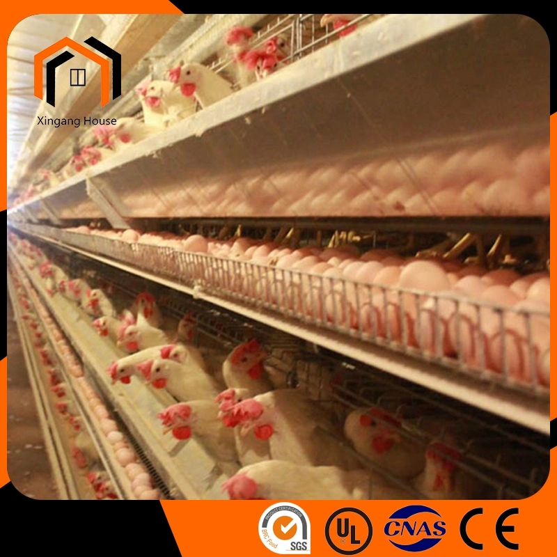 High quality/High cost performance  Sandwich Panel Color Tile Structural Steel Fabrication Egg Layer Farm House