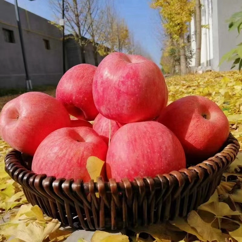 Dried Fruit Market Selected Quality Fresh Red Apple Japanese FUJI Apple